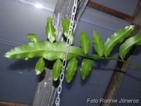 Epiphyllum oxypetalum Nattens Prinsessa